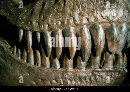 Dinosauro - denti di Tyrannosaurus Rex Foto Stock