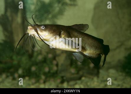 Wels Catfish Foto Stock