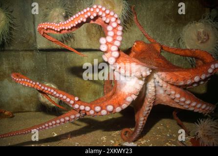 POLPO gigante del Pacifico del Nord - mostrando degli sciocchi Foto Stock