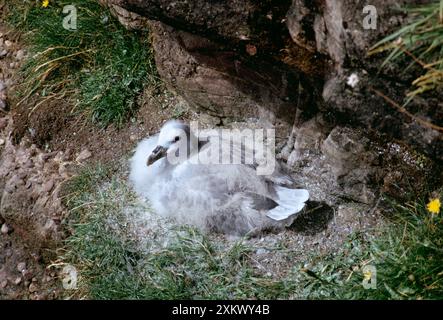 FULMAR - giovane, perdendo Foto Stock