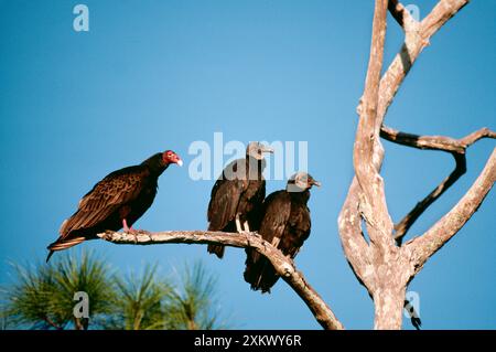 AVVOLTOI neri americani sul ramo degli alberi con l'avvoltoio di tacchino Foto Stock