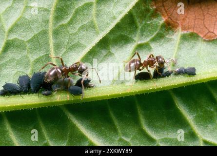 Black Garden Ants - su foglie, afidi curanti Foto Stock