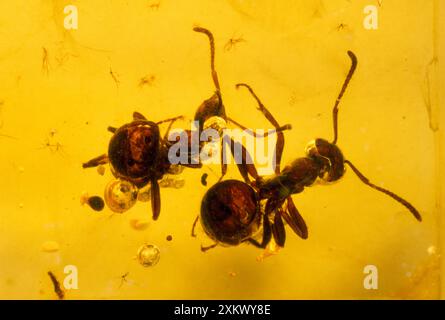 Formiche - abbracciate nell'ambra baltica. Eocene superiore. Foto Stock