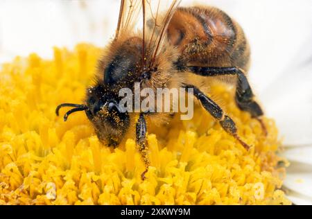 Honey Bee - sul polline di raccolta fiori Foto Stock