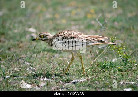 STONE-CURLEW Foto Stock