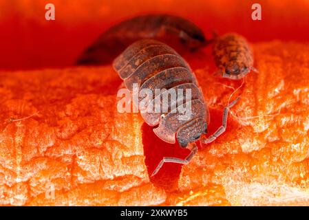 Woodlouse ruvida - Foto Stock