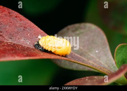 Ladybird a 2 punti - pupa di recente formazione Foto Stock