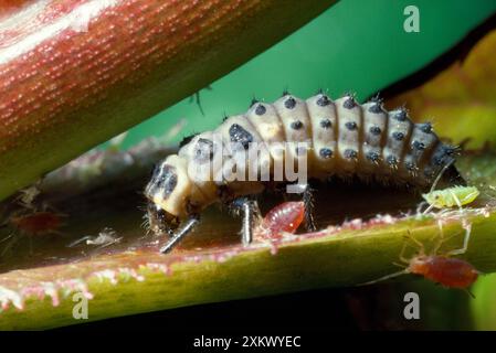 Ladybird a 2 punti - larva con afidi Foto Stock
