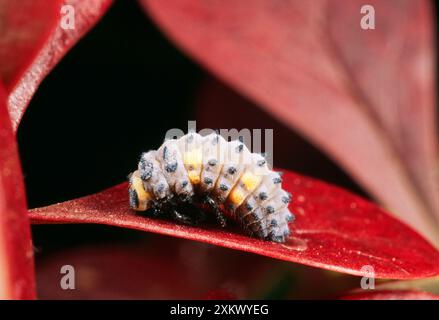 LADYBIRD a 2 PUNTI - larve in procinto di pupare Foto Stock