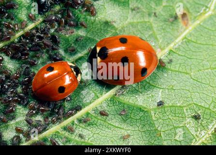 Ladybird a 7 punti - nutriti con gli afidi Foto Stock