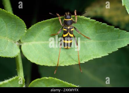 WASP Mimic Beetle Foto Stock