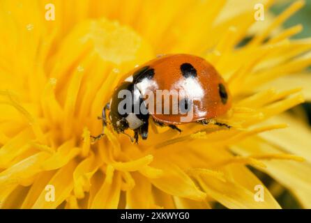 LADYBIRD a 7 PUNTI - sul fiore del dente di leone Foto Stock