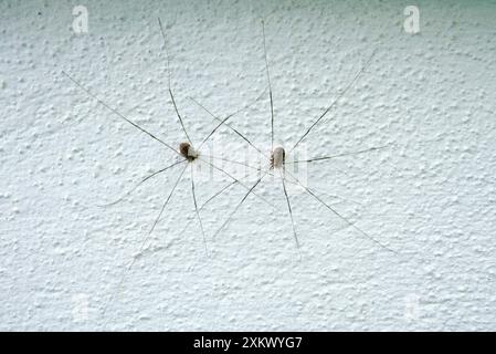 Harvestmen Spider - coppia sul muro Foto Stock