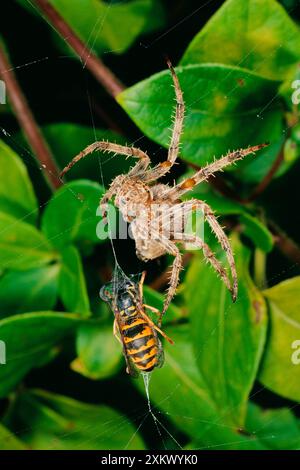 Garden Cross / Garden Orb-web / Cross SPIDER - Foto Stock