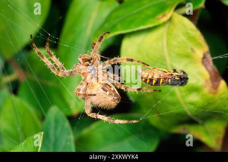 Garden Cross / Garden Orb-web / Cross SPIDER - Foto Stock