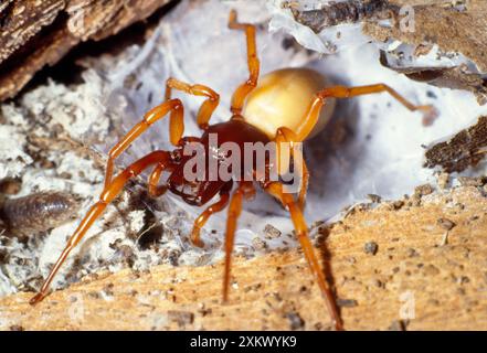 Woodlouse Spider - postura di minaccia Foto Stock