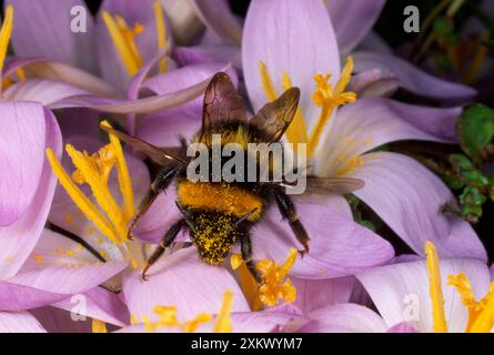 Bumblebee comune - sul fiore di Crocus che raccoglie polline Foto Stock