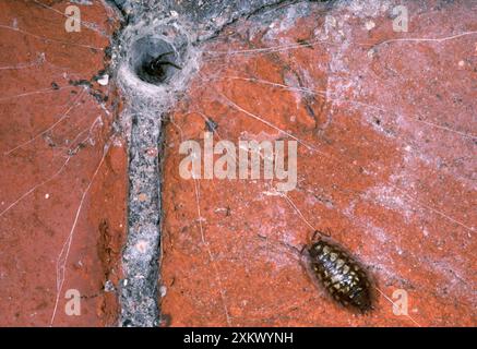 SPIDER - in rete tubolare, con preda di legno su "fili di scatto" Foto Stock