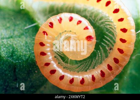 Millipede macchiato di serpenti Foto Stock