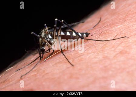 Zanzara al ginocchio bianco - nutrirsi con il braccio umano Foto Stock