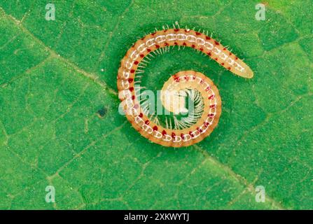 Millipede macchiato di serpenti Foto Stock