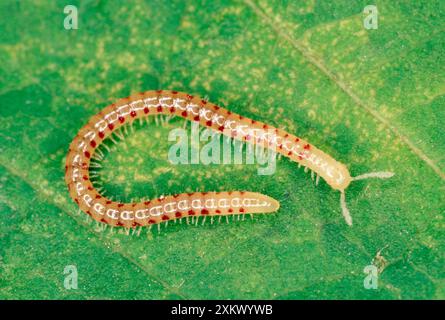 Millipede macchiato di serpente - sulla foglia Foto Stock