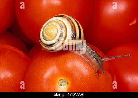 LUMACA a nastro con labbro bianco / LUMACA di umice - sui pomodori Foto Stock