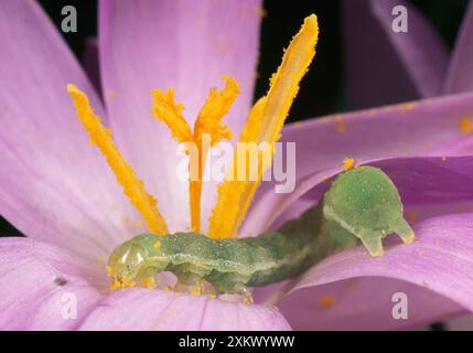 Bruco di Noctuid Moth - alimentazione del polline Foto Stock