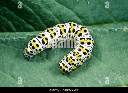 Mullein Moth - Caterpillar sulla foglia Foto Stock