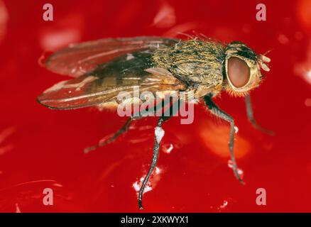 MOSCA CASALINGA/MOSCA A GRAPPOLO - marmellata di fragole Foto Stock