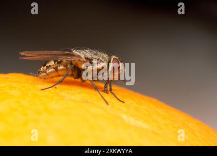 House / Cluster Fly - On Orange Foto Stock