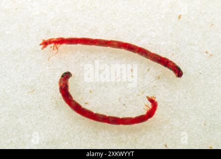 Vermi d'acqua - Chironomid Fly Lavae - Midge Larva Foto Stock