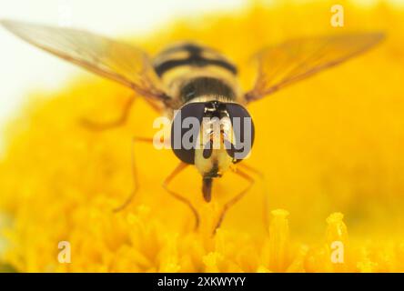 Hoverfly - occhi composti grandi Foto Stock