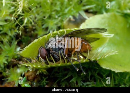 Venus Fly Trap - con mosca catturata Foto Stock
