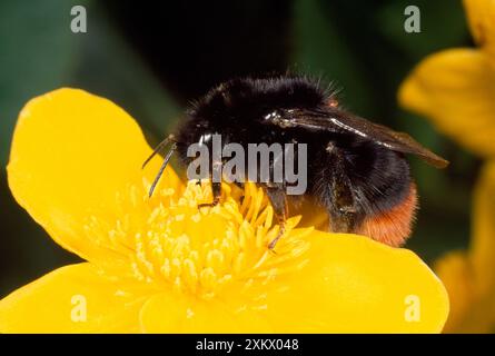 Bumblebee dalla coda rossa - sul fiore Marsh Marigold Foto Stock