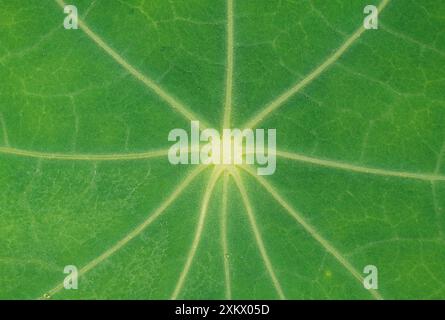 Nasturtium Leaf - in primo piano Foto Stock