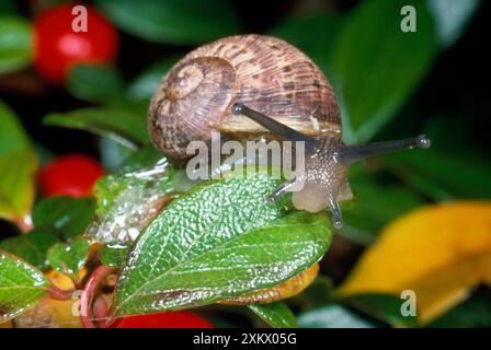 Lumaca da giardino - giovanile Foto Stock