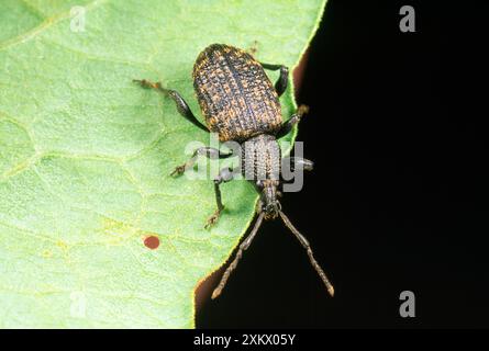 Vine Weevil - adulto Foto Stock