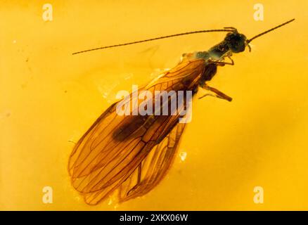 Stonefly (Plecoptera) incastonato nell'AMBRA baltica Foto Stock