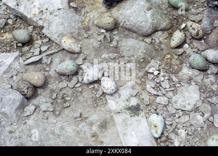 Guillemot / Murre comune - uova Foto Stock