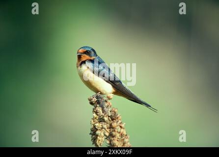 RONDINE comune / fienile - sul persico Foto Stock