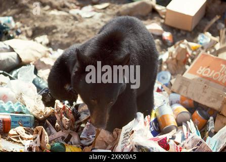 ORSO nero nordamericano - scavare nella spazzatura Foto Stock