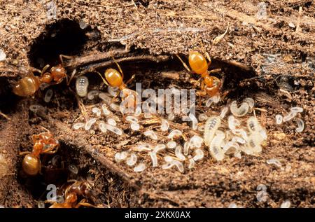 FORMICHE del prato giallo - con giovani larve Foto Stock