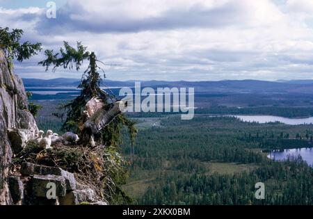 Buzzard con le gambe ruvide - sulla sporgenza del nido con i giovani, Foto Stock