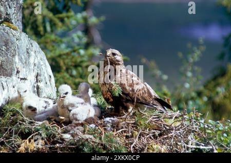 Buzzard con gambe ruvide - sul nido con i giovani Foto Stock