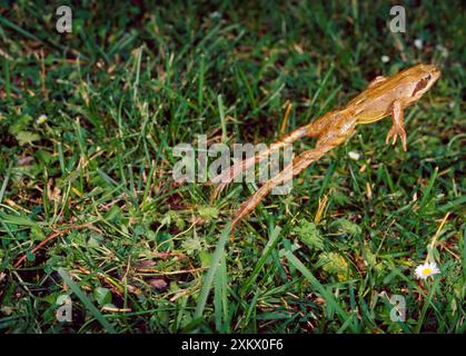 Agile Frog - le gambe posteriori sono insolitamente lunghe Foto Stock