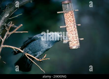 Jackdaw - mangiare arachidi Foto Stock