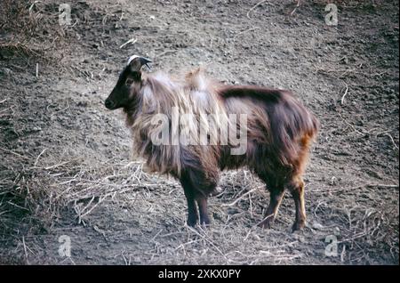 TAHR himalayano - maschio Foto Stock