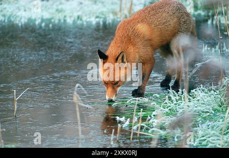 Red Fox - sul laghetto ghiacciato Foto Stock