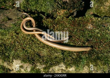 Slow Worms - emergere dall'ibernazione Foto Stock